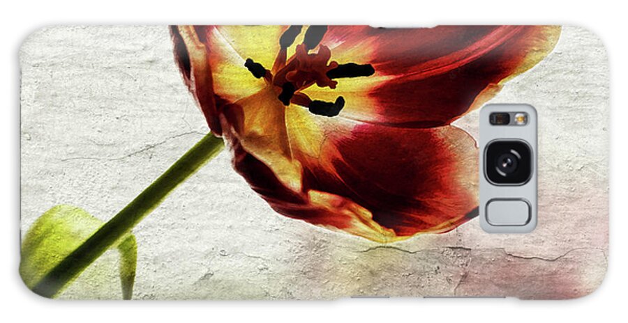 Red Tulip Galaxy Case featuring the photograph Tulip Shadow by Al Fio Bonina