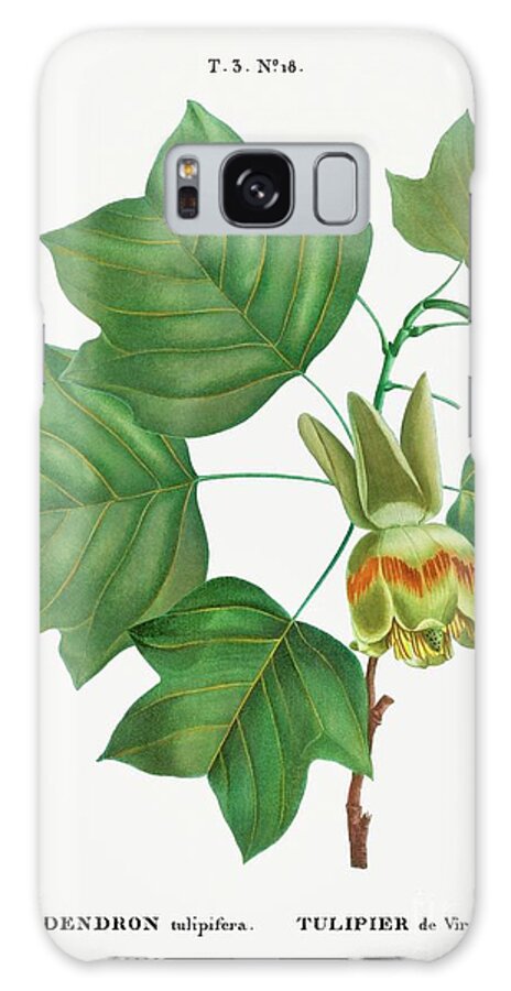 Tree Galaxy Case featuring the painting Tulip tree Liriodendron tulipifera from Traite des Arbres et Arbustes que lon cultive en France e by Shop Ability