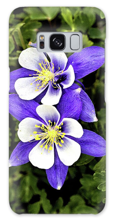 Flowers Galaxy Case featuring the photograph Two Blue Columbines by Bob Falcone