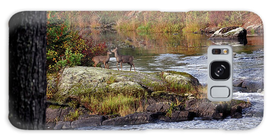 Wildlife Photography Galaxy Case featuring the photograph Two white tail deer at the Vermillion River by Rick Hansen