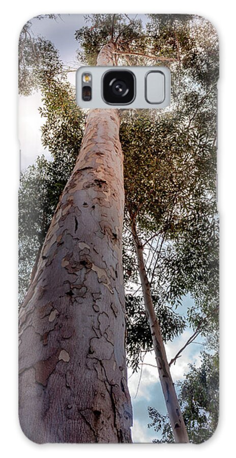 Eucalyptus Galaxy Case featuring the photograph Under the Eucalyptus Trees by Alison Frank