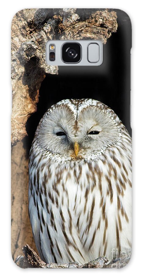 Ural Owl Galaxy Case featuring the photograph Ural Owl in Japan 2 by Natural Focal Point Photography