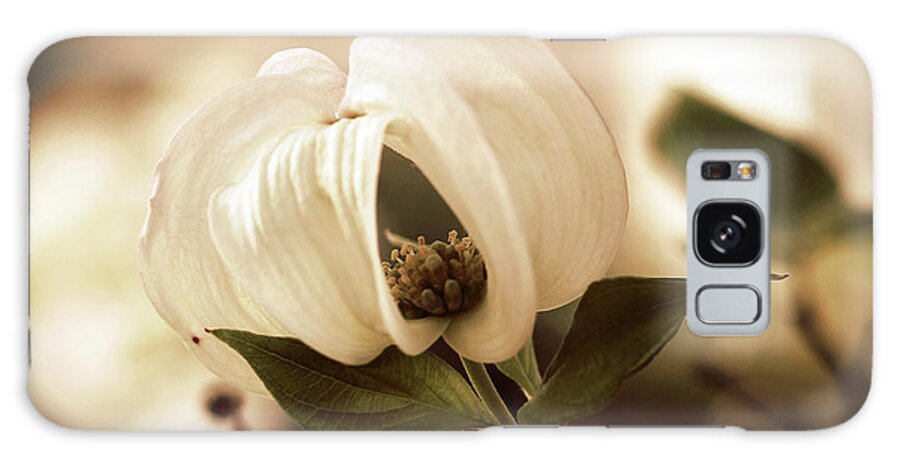 Dogwood; Dogwood Blossom; Blossom; Flower; Vintage; Macro; Close Up; Petals; Sepia; Leaves; Tree; Branches Galaxy Case featuring the photograph Vintage Dogwood on the Verge of Blooming by Tina Uihlein