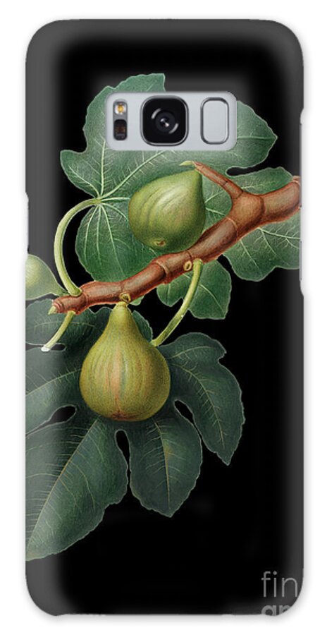 Vintage Galaxy Case featuring the mixed media Vintage Fig Botanical Art on Solid Black n.0295 by Holy Rock Design