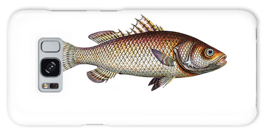 Illustration Galaxy Case featuring the digital art Vintage Fish Illustration - Asian Sea Bass by Studio Grafiikka