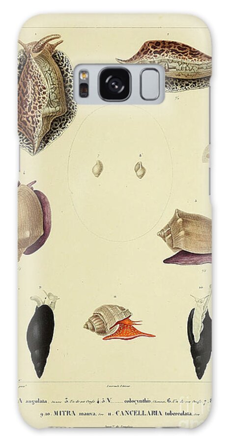 Voluta Galaxy Case featuring the photograph Voluta, Mitra and Cancellaria b1 by Historic illustrations