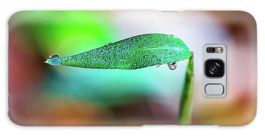 Water Drops Galaxy Case featuring the photograph Water Drops on Leaf by Amelia Pearn