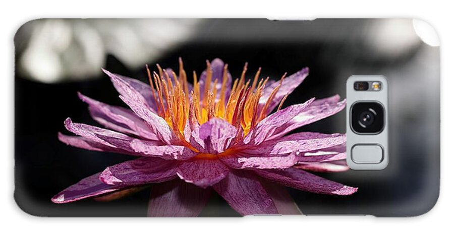 Water Lily Galaxy Case featuring the photograph Water Lily in the Spotlight by Mingming Jiang