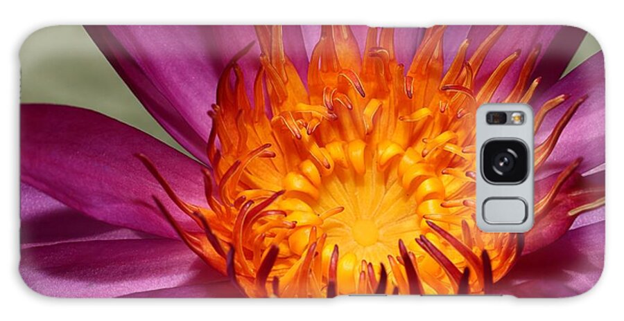 Water Lily Galaxy Case featuring the photograph Water Lily on Fire by Mingming Jiang