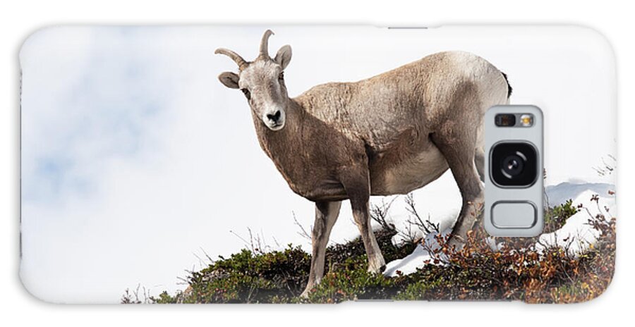Big Horn Sheep Close Up High Above Galaxy Case featuring the photograph Well, hello There by Carolyn Hall