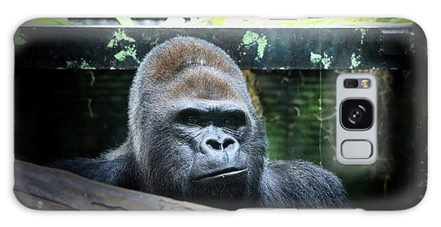 Western Gorilla Galaxy Case featuring the photograph Western Gorilla by Scott Burd