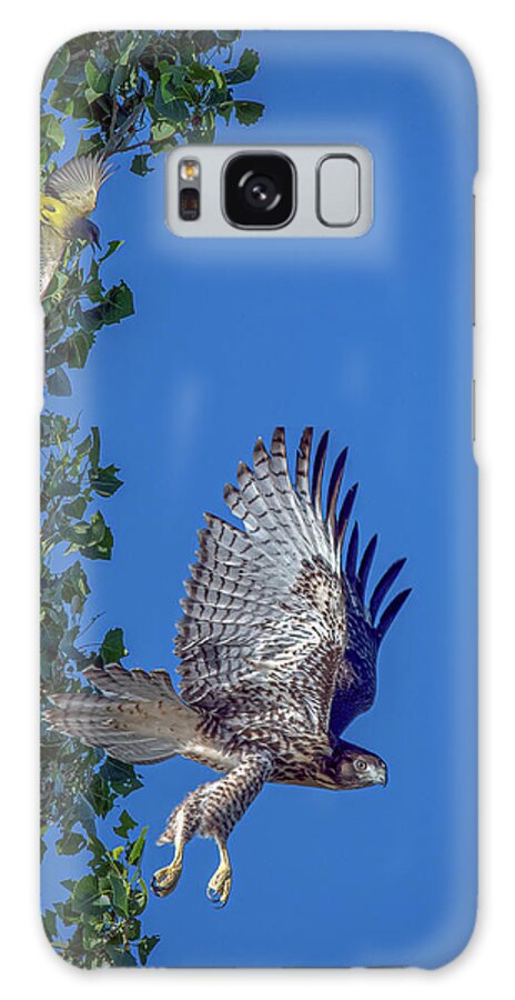Red Tailed Hawk Galaxy Case featuring the photograph Western Kingbird vs Red Tailed Hawk 3 by Rick Mosher