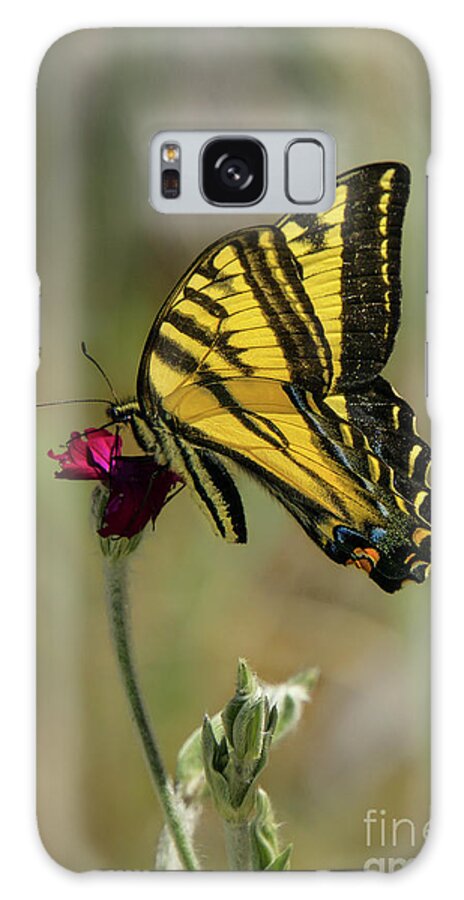 Western Tiger Swallowtail Galaxy Case featuring the photograph Western Tiger Swallowtail #2 by Nancy Gleason