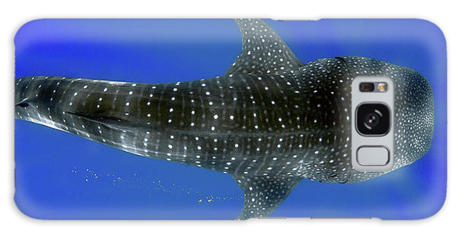 Whale Shark Galaxy Case featuring the photograph Whale shark by Artesub