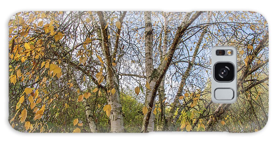 Whetstone Stray Galaxy Case featuring the photograph Whetstone Stray Trees Fall 4 by Edmund Peston