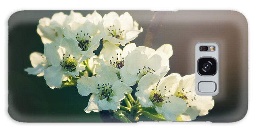 Dupage County Galaxy Case featuring the photograph White Blossoms in Evening Light by Joni Eskridge