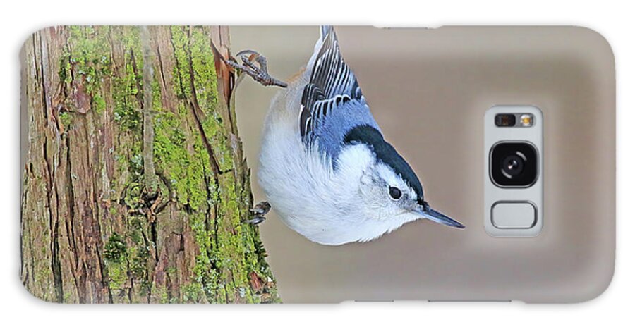 White-breasted Nuthatch Galaxy Case featuring the photograph White-breasted Nuthatch by Shixing Wen