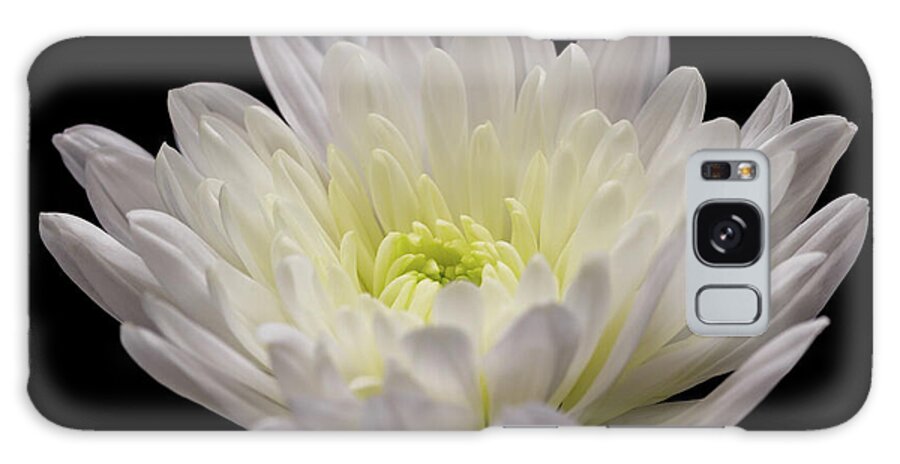 Chrysanthemum Galaxy Case featuring the photograph White Chrysanthemum by Tanya C Smith