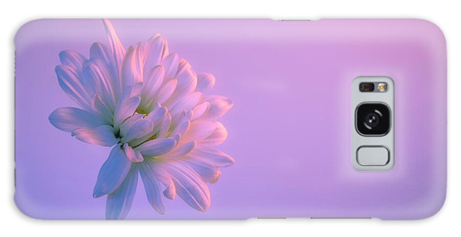 Daisy Galaxy Case featuring the photograph White Daisy on Lavender Background by Lindsay Thomson