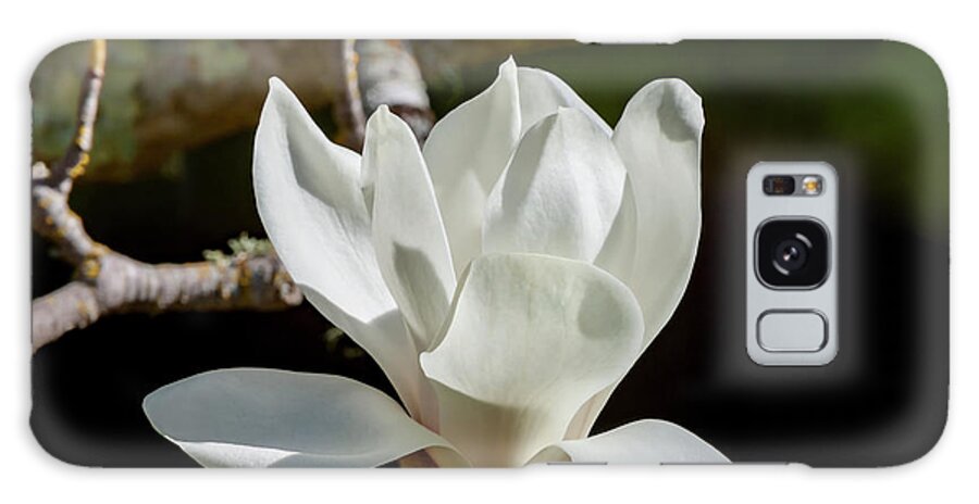 Magnolia Blossoms Galaxy Case featuring the photograph White Magnolia Blossom, 1 by Glenn Franco Simmons