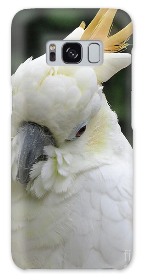 Bird Galaxy Case featuring the photograph White One by Mary Mikawoz