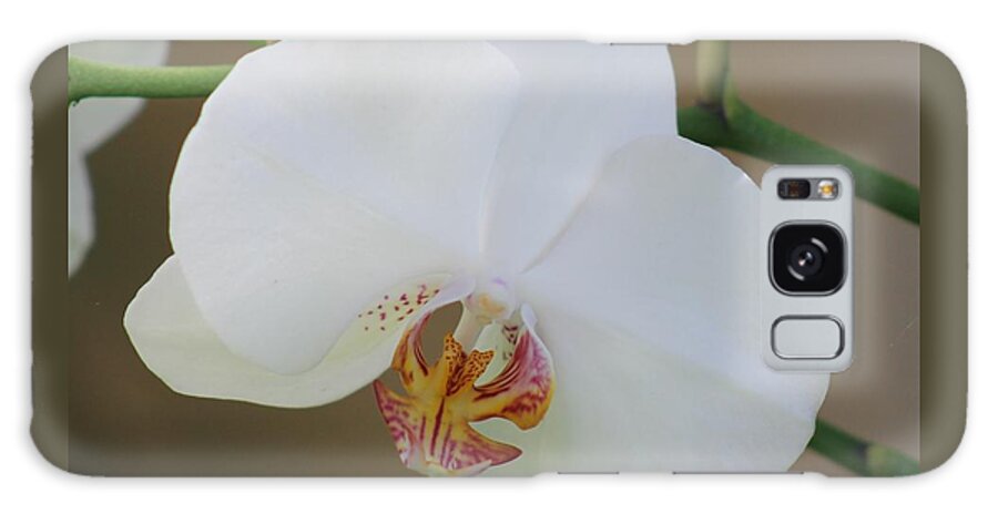 White Galaxy Case featuring the photograph White Orchid by Yvonne M Smith