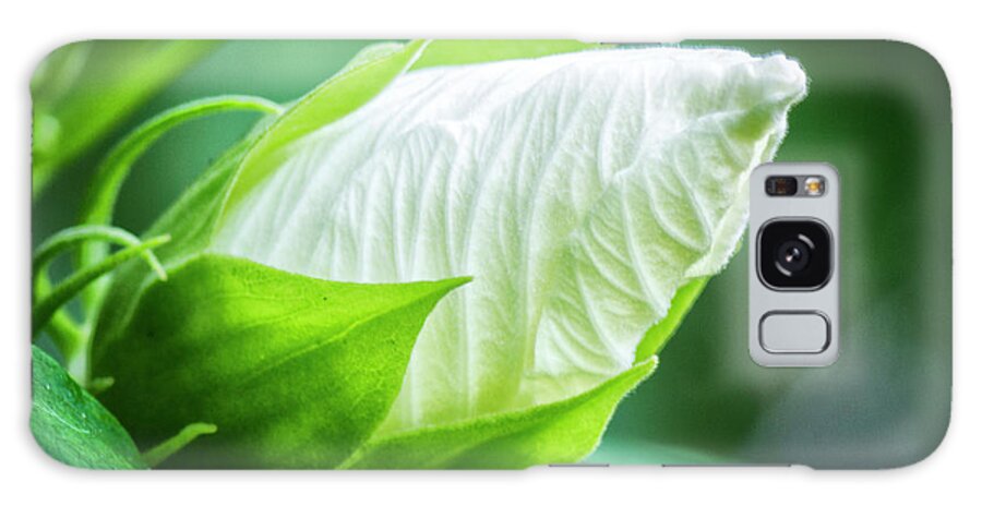 White Hibiscus Bud Galaxy Case featuring the photograph White Hibiscus Bud in the Croatan National Forest by Bob Decker