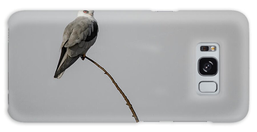 Animals In The Wild Galaxy Case featuring the photograph White Tailed Kite by Mike Fusaro