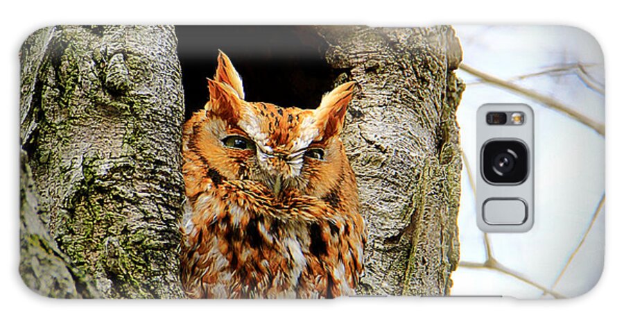 Eastern Screech Owl Red Morph Galaxy Case featuring the photograph Whooo are You by Mary Walchuck