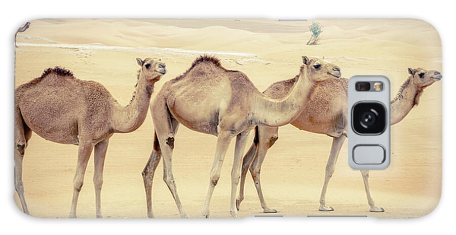 Abu Dhabi Galaxy Case featuring the photograph Wild camels in the Middle Eastern desert by Alexey Stiop