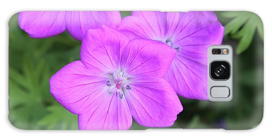 Flowers Galaxy Case featuring the photograph Wild Geraniums by Bob Falcone