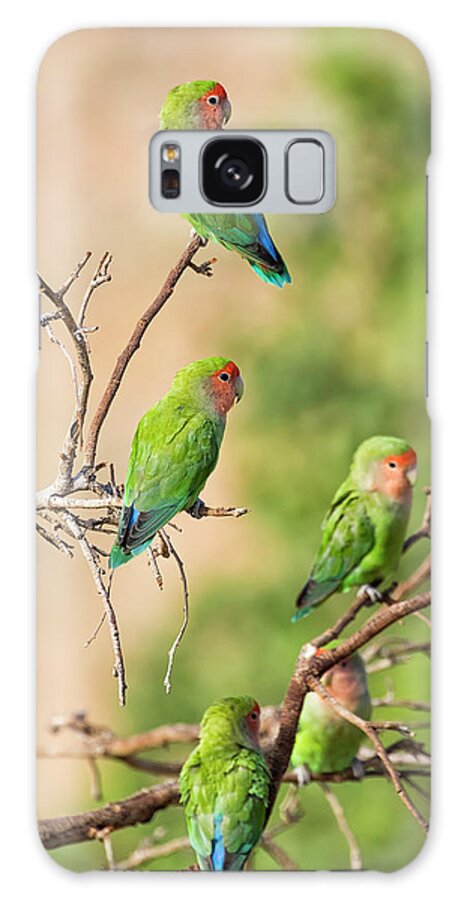 Rosy Faced Lovebird Galaxy Case featuring the photograph Wild Parrots by the Pool by Belinda Greb