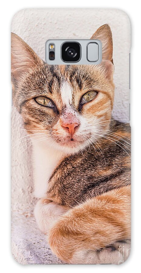 Tabby Galaxy Case featuring the photograph Wild Tabby Cat, Fira, Santorini, Greece by Neale And Judith Clark