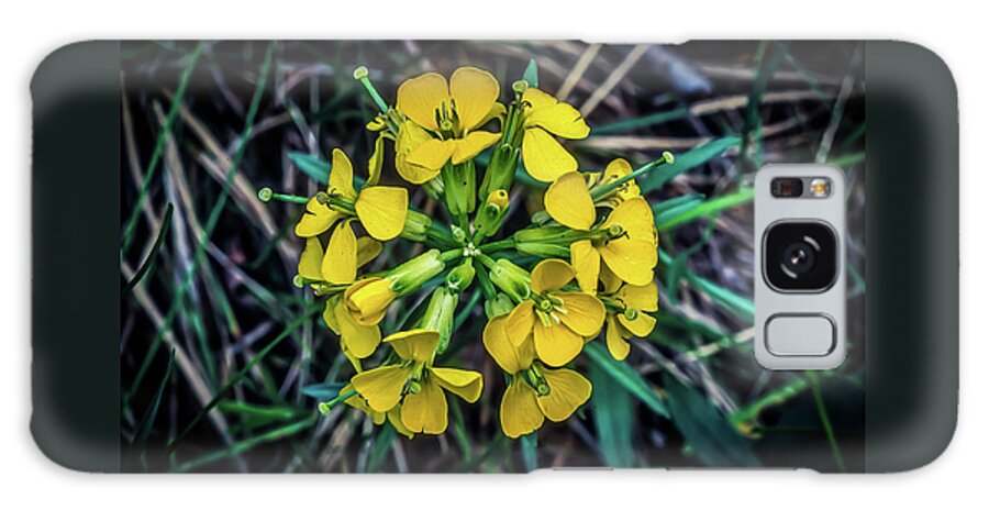 Flower Galaxy Case featuring the photograph Willow Grass of Montana by James C Richardson