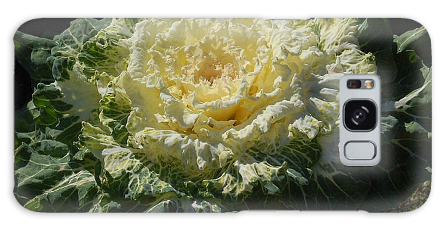 Winter Cabbage Galaxy Case featuring the photograph Winter Cabbage Patch by Suzanne Gaff