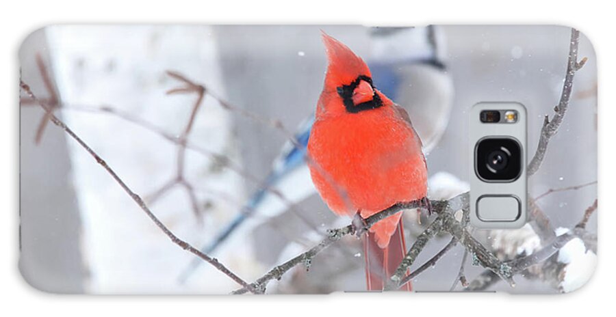 Winter Galaxy Case featuring the photograph Winter Cardinal and Bluejay by Brook Burling