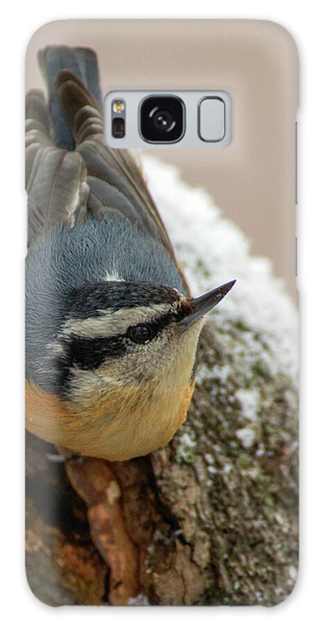 Red Breasted Nuthatch Galaxy Case featuring the photograph Winter Nuthatch by Timothy McIntyre