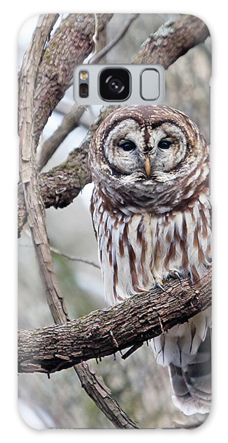 Owl Galaxy Case featuring the photograph Winter Perch by Gina Fitzhugh