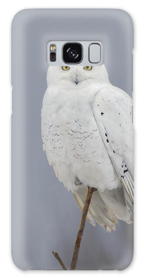 Owl Galaxy Case featuring the photograph Winter Snow by Timothy McIntyre