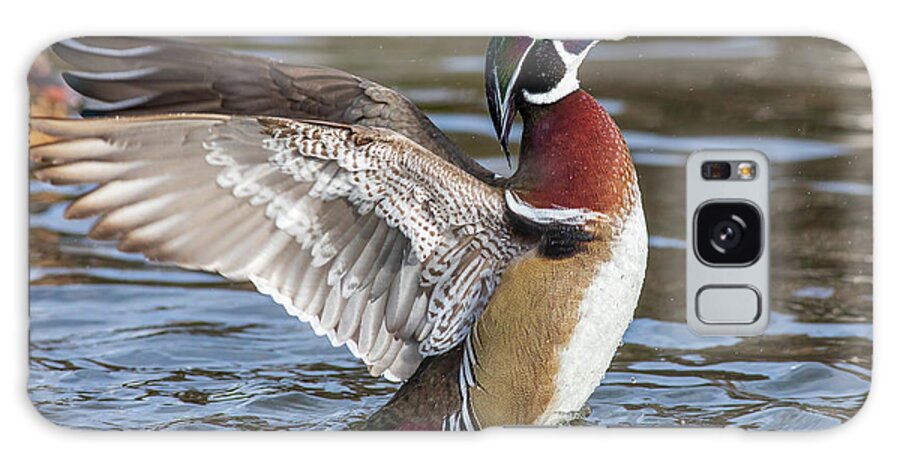 Wood Duck Action Galaxy Case featuring the photograph Wood duck action by Lynn Hopwood