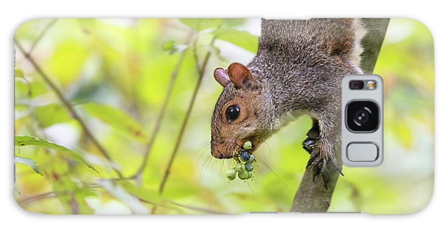 Backyard Galaxy Case featuring the photograph Woodland Creatures - Eastern Grey Squirrel by Rehna George