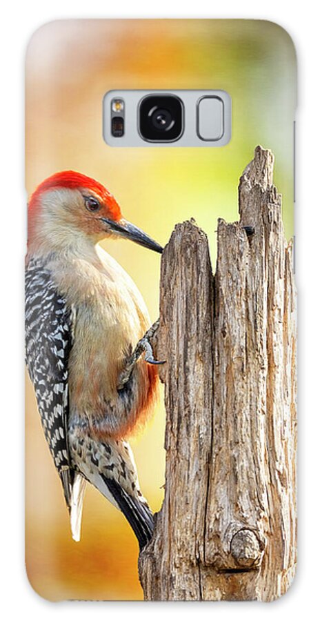 Woodpecker Galaxy Case featuring the photograph Woody At Work by Bill and Linda Tiepelman