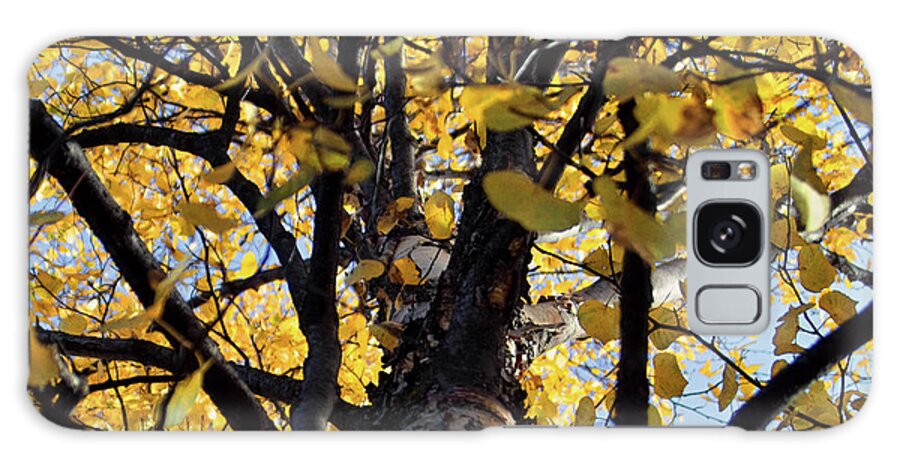 Yellow Galaxy Case featuring the photograph Yellow Aspen Looking Up by Kimberly Blom-Roemer
