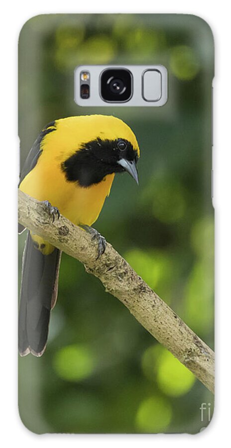 Yellow-backed Oriole Galaxy Case featuring the photograph Yellow-Backed Oriole 2 by Eva Lechner
