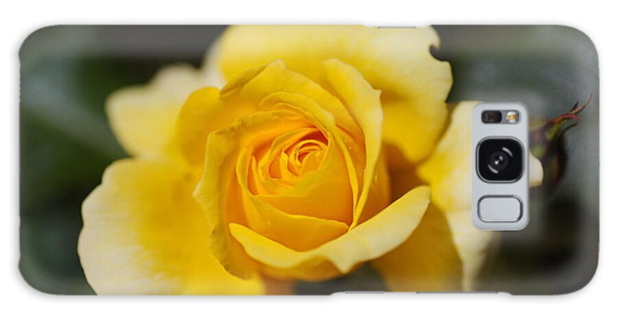 Floribunda Rose Galaxy Case featuring the photograph Yellow Rose Dreamer by Joy Watson