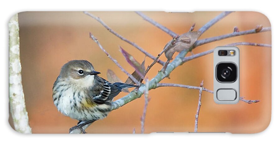 Warbler Galaxy Case featuring the photograph Yellow Rumped Warbler in the Croatan National Forest by Bob Decker
