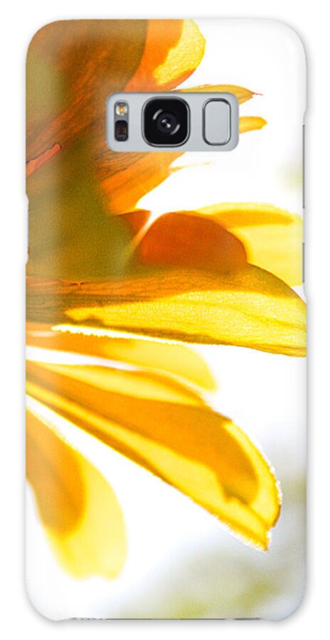 Zinnia Elegans Galaxy Case featuring the photograph Yellow Zinnia Sunshine by W Craig Photography