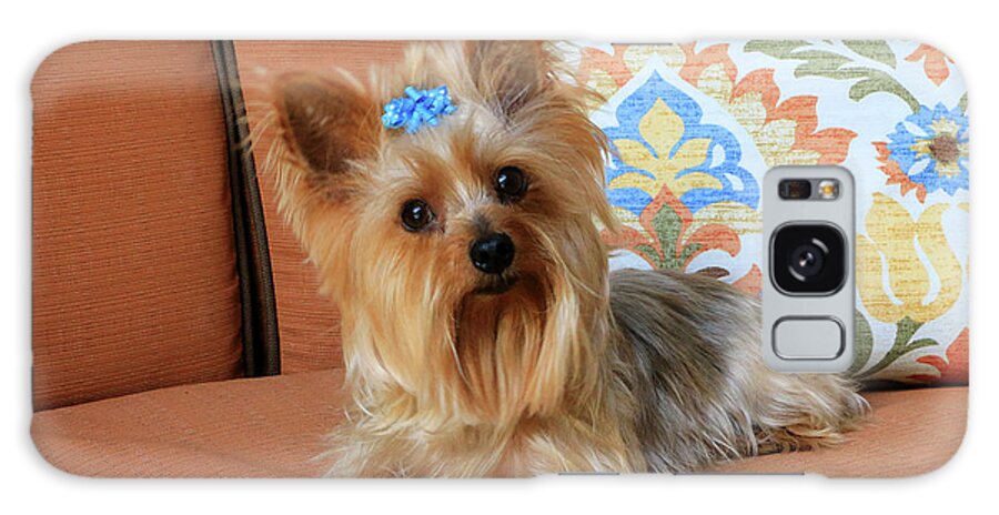 Arizona Galaxy Case featuring the photograph Yorkie on orange chaise by Dawn Richards