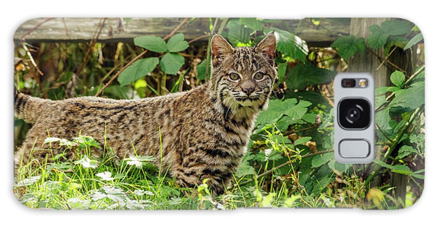 Kmaphoto Galaxy Case featuring the photograph Young Bobcat by Kristine Anderson