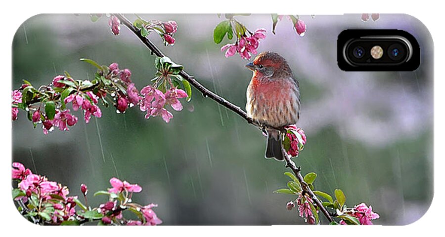 Nature iPhone X Case featuring the photograph Singing in the Rain 2  by Nava Thompson